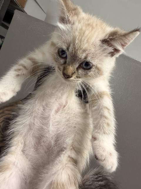 Shelter Stray Male Cat last seen LOCUST AND CERES, 333 Chandler Pl, San Bernardino, CA 92408, USA