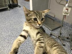 Shelter Stray Female Cat last seen Near BLOCK PALOMINO CT, INDIO CA 92201, Thousand Palms, CA, USA