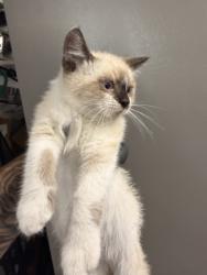 Shelter Stray Male Cat last seen LOCUST AND CERES, 333 Chandler Pl, San Bernardino, CA 92408, USA