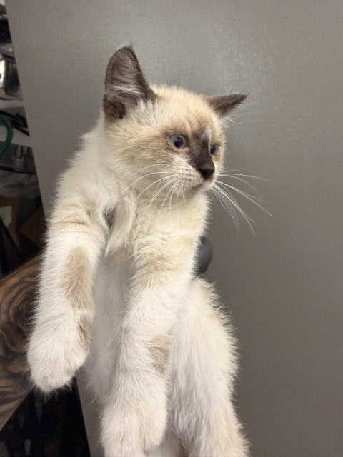 Shelter Stray Male Cat last seen LOCUST AND CERES, 333 Chandler Pl, San Bernardino, CA 92408, USA