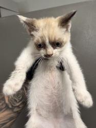 Shelter Stray Male Cat last seen LOCUST AND CERES, 333 Chandler Pl, San Bernardino, CA 92408, USA