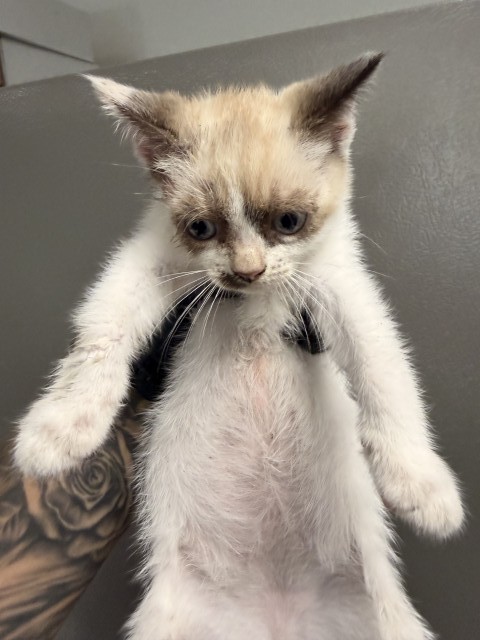 Shelter Stray Male Cat last seen LOCUST AND CERES, 333 Chandler Pl, San Bernardino, CA 92408, USA
