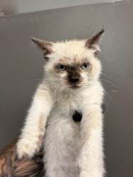 Shelter Stray Female Cat last seen LOCUST AND CERES, 333 Chandler Pl, San Bernardino, CA 92408, USA