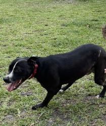 Lost Male Dog last seen Northside, Houston, TX 77018
