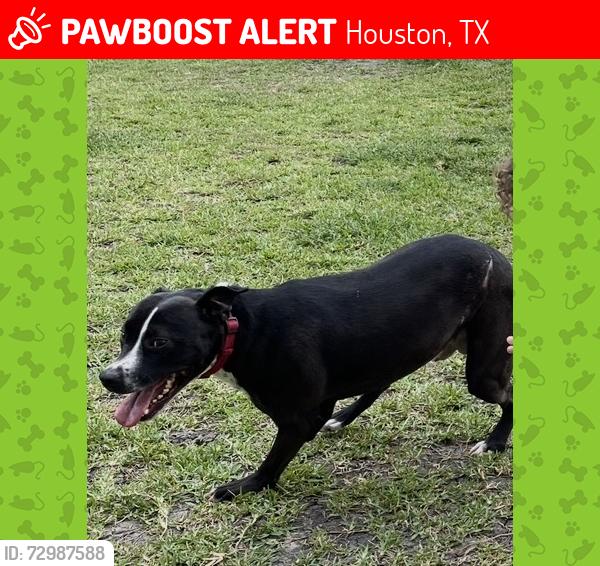 Lost Male Dog last seen Northside, Houston, TX 77018