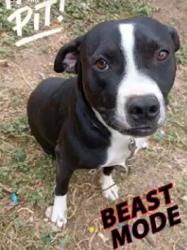 Reunited Male Dog last seen east 38th, goliad elementary , San Angelo, TX 76903