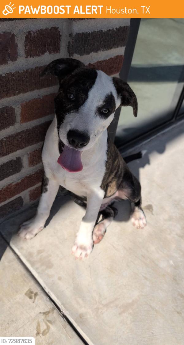 Found/Stray Male Dog last seen Cidercade, Houston, TX 77003