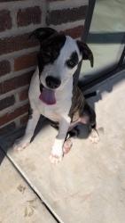 Found/Stray Male Dog last seen Cidercade, Houston, TX 77003