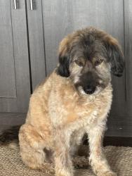 Lost Female Dog last seen Corona and Dekota, Denver, CO 80209