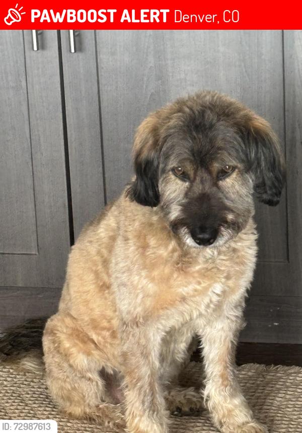Lost Female Dog last seen Corona and Dekota, Denver, CO 80209
