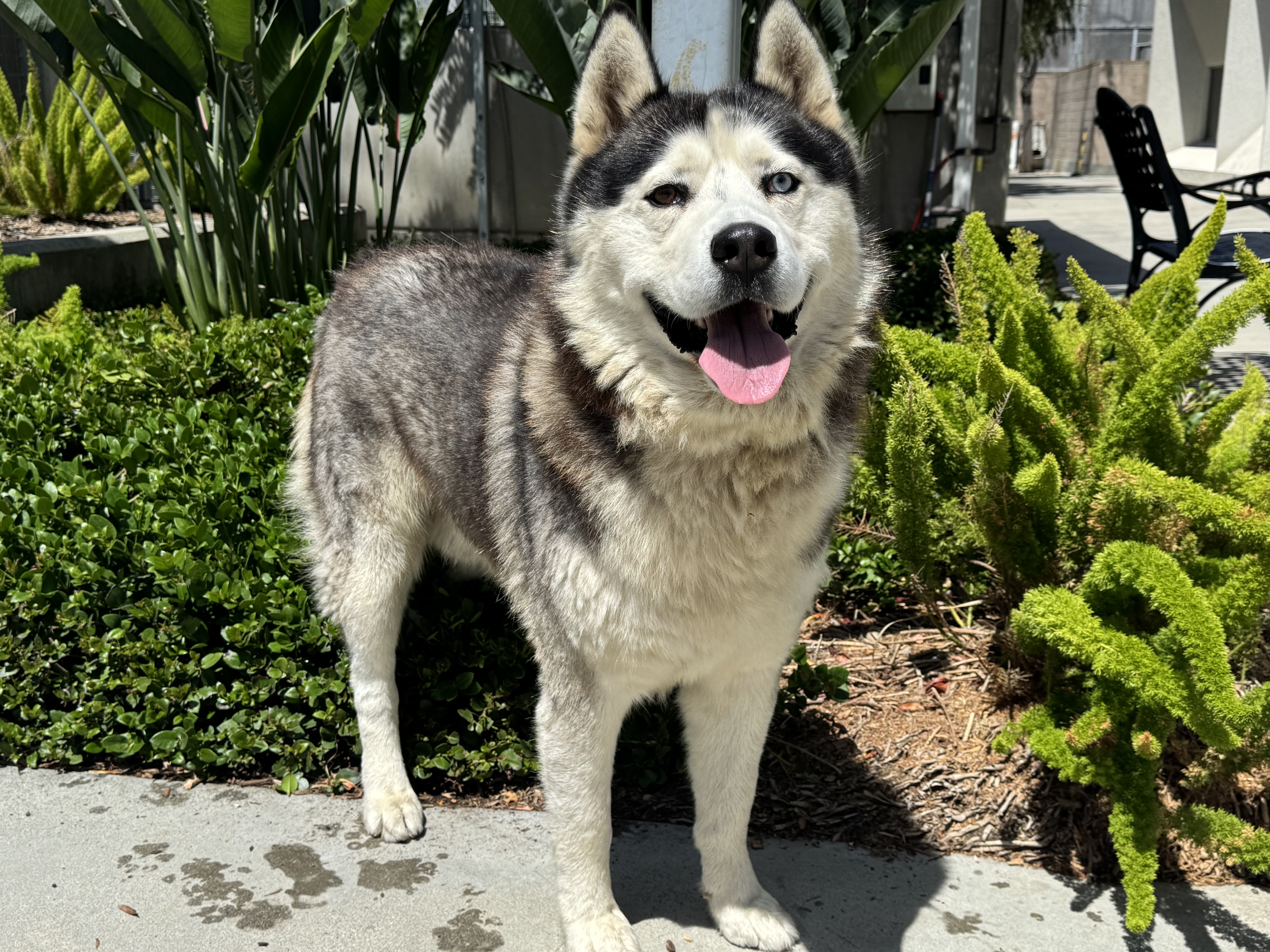 Shelter Stray Male Dog last seen , 957 N Gaffey St, San Pedro, CA 90731, USA