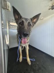 Shelter Stray Male Dog last seen Near BLK S BLISS ST, BAKERSFIELD CA, 201 S Mt Vernon Ave, Bakersfield, CA 93307, USA