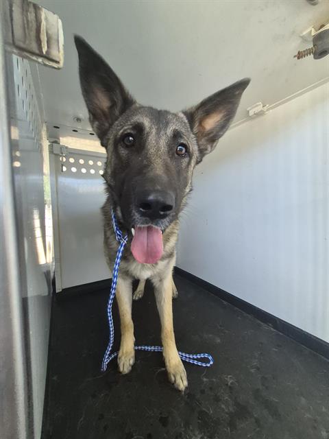 Shelter Stray Male Dog last seen Near BLK S BLISS ST, BAKERSFIELD CA, 201 S Mt Vernon Ave, Bakersfield, CA 93307, USA