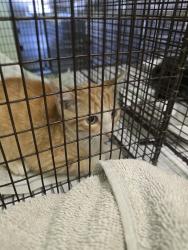 Shelter Stray Male Cat last seen , 1850 W 60th St, Los Angeles, CA 90047, USA