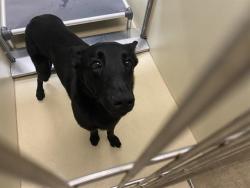 Shelter Stray Male Dog last seen , 3839 W Burnham St, West Milwaukee, WI 53215, USA