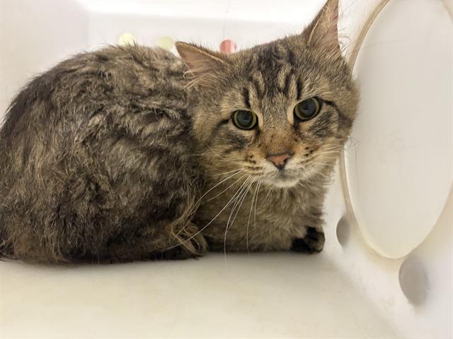 Shelter Stray Male Cat last seen Near BLOCK N BUFFUM ST, 3839 W Burnham St, West Milwaukee, WI 53215, USA
