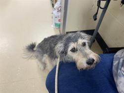 Shelter Stray Female Dog last seen RUSKIN ST, 3839 W Burnham St, West Milwaukee, WI 53215, USA