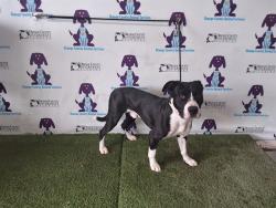 Shelter Stray Male Dog last seen , 2769 Conroy Rd, Orlando, FL 32839, USA