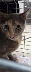 Shelter Stray Female Cat last seen , 11361 W Pico Blvd, Los Angeles, CA 90064, USA