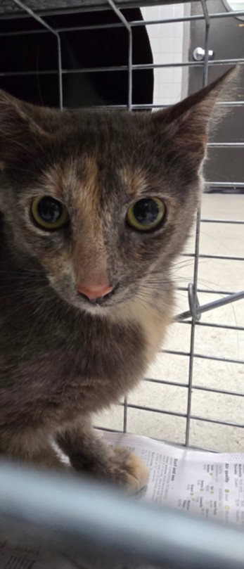 Shelter Stray Female Cat last seen , 11361 W Pico Blvd, Los Angeles, CA 90064, USA