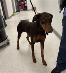 Shelter Stray Female Dog last seen , 11361 W Pico Blvd, Los Angeles, CA 90064, USA