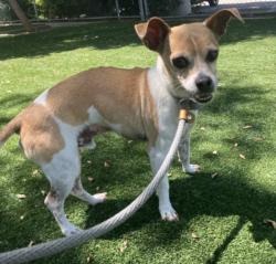 Shelter Stray Male Dog last seen , West Valley Animal Shelter, 20655 Plummer St, Chatsworth, CA 91311, USA