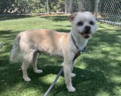 Shelter Stray Male Dog last seen , West Valley Animal Shelter, 20655 Plummer St, Chatsworth, CA 91311, USA