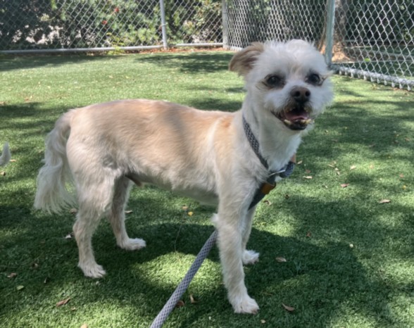 Shelter Stray Male Dog last seen , West Valley Animal Shelter, 20655 Plummer St, Chatsworth, CA 91311, USA