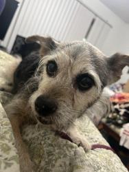 Found/Stray Male Dog last seen Windsong Dr and Lonnbladh Rd, Tallahassee, FL 32308