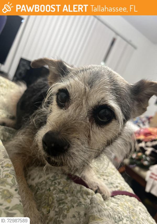 Found/Stray Male Dog last seen Windsong Dr and Lonnbladh Rd, Tallahassee, FL 32308