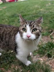 Reunited Male Cat last seen Vancouver and Wavell, London, ON N5W