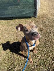 Lost Male Dog last seen Parker, Saint Paul, TX 75098