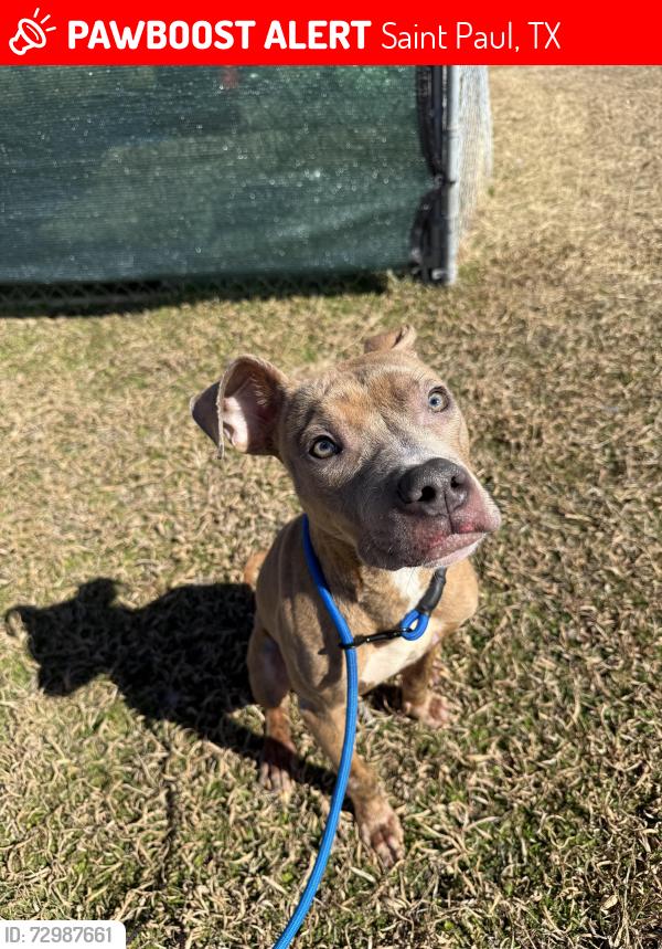 Lost Male Dog last seen Parker, Saint Paul, TX 75098