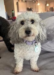 Reunited Female Dog last seen Ranch View Drive  and Beat Creek Rd, Glenn Heights, TX 75154