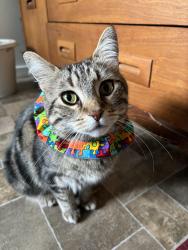 Lost Male Cat last seen Lindsay between Fleet and Corydon, Winnipeg, MB R3N 1H6