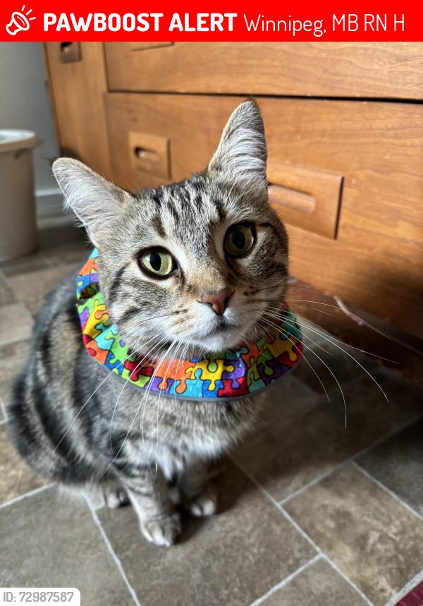 Lost Male Cat last seen Lindsay between Fleet and Corydon, Winnipeg, MB R3N 1H6