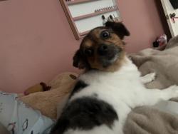 Reunited Male Dog last seen Eldridge Pkwy & Bellaire Blvd, Houston, TX 77083