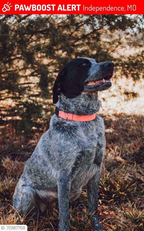 Lost Female Dog last seen 23rd street and crescent ave, Independence, MO 64052