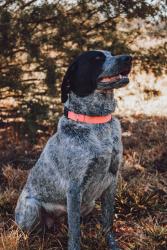 Lost Female Dog last seen 23rd street and crescent ave, Independence, MO 64052