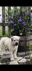 Lost Female Dog last seen Pine st and 6th st, Wellsville, KS 66092