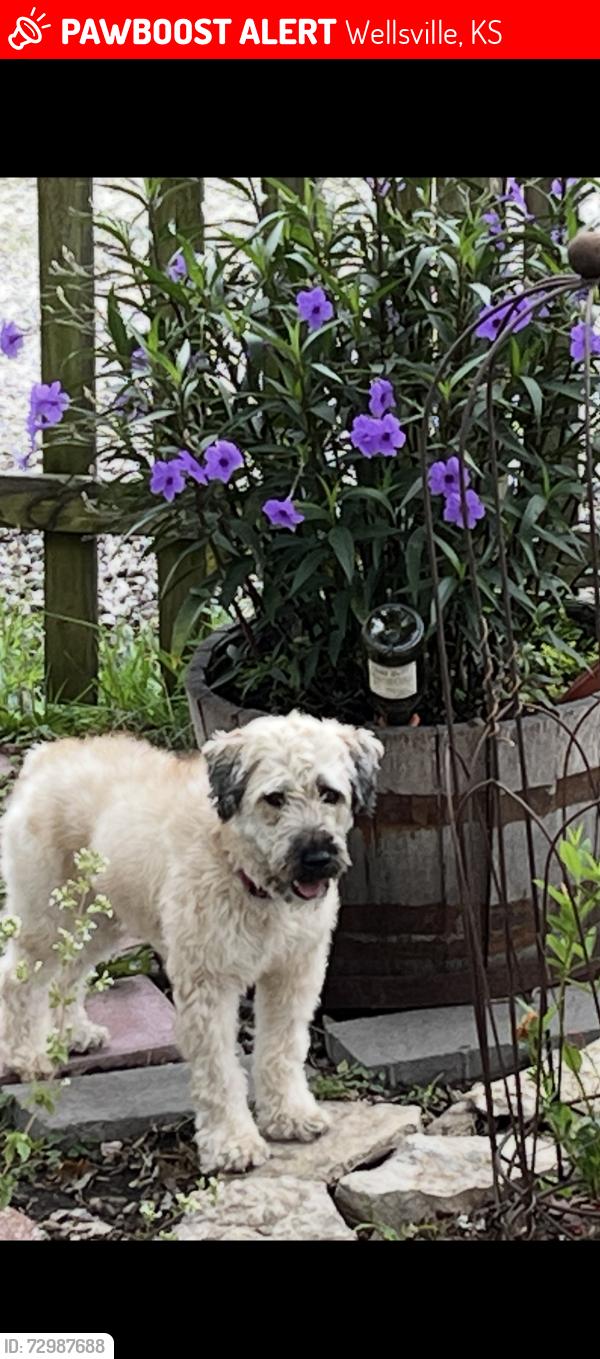 Lost Female Dog last seen Pine st and 6th st, Wellsville, KS 66092
