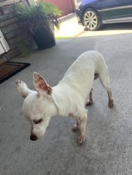 Reunited Male Dog last seen Redline and scholl, Lakewood, CA 90713