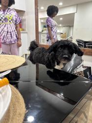 Lost Male Dog last seen Near sharazad blvd apt 5, Opa-locka, FL 33054
