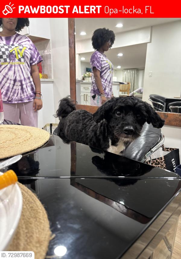 Lost Male Dog last seen Near sharazad blvd apt 5, Opa-locka, FL 33054
