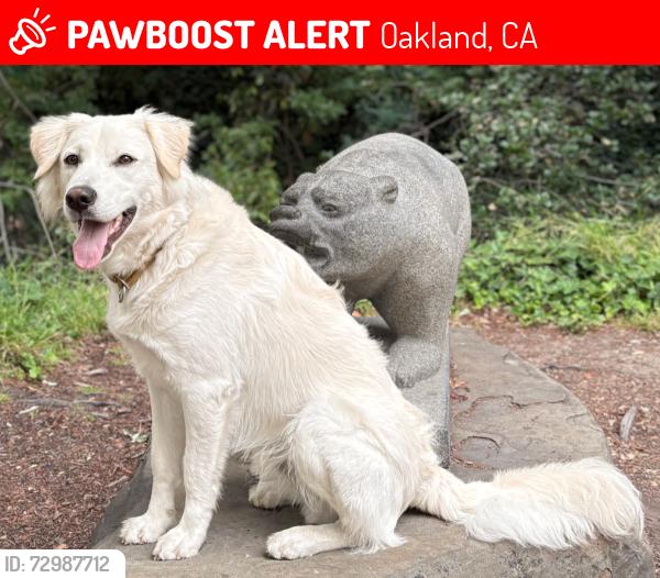 Lost Male Dog last seen 34th And Webster, Oakland, CA 94609