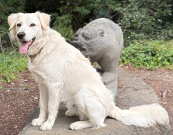 Lost Male Dog last seen 34th And Webster, Oakland, CA 94609