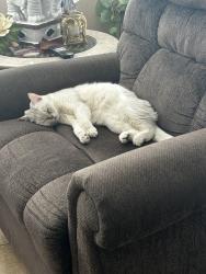 Reunited Male Cat last seen Blossom Ridge & Willard Pkwy, Elk Grove , Elk Grove, CA 95757