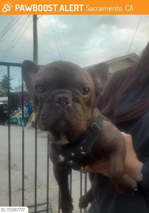 Found/Stray Male Dog last seen Belden n los robles, Sacramento, CA 95838