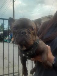Found/Stray Male Dog last seen Belden n los robles, Sacramento, CA 95838