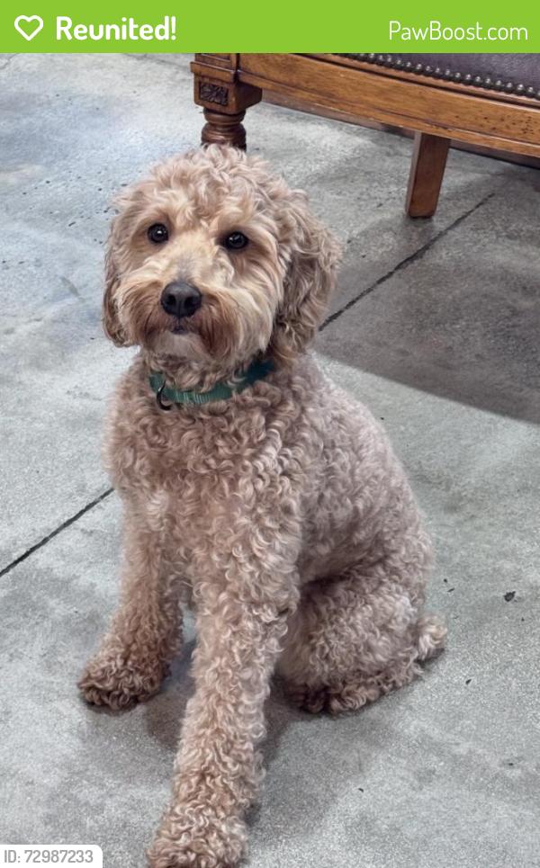 Reunited Male Dog last seen Cutler Ridge Drive and Carribean , Cutler Bay, FL 33157